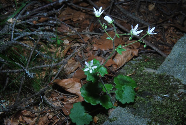 Saxifraga rotundifolia / Sassifraga a foglie rotonde